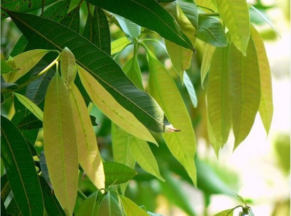 Chữa bệnh tiểu đường bằng lá xoài
