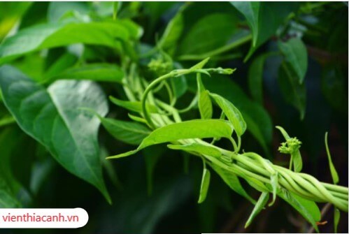 Dây thìa canh chữa bệnh tiểu đường