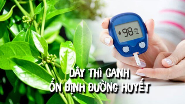 Tác dụng của dây thìa canh với tiểu đường