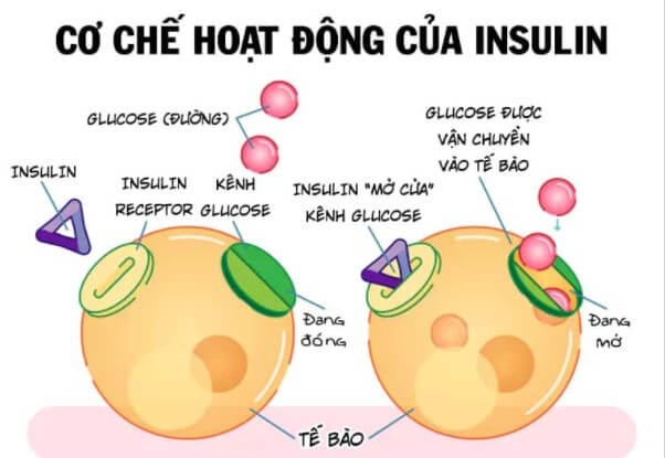 Cơ chế hoạt động của insulin