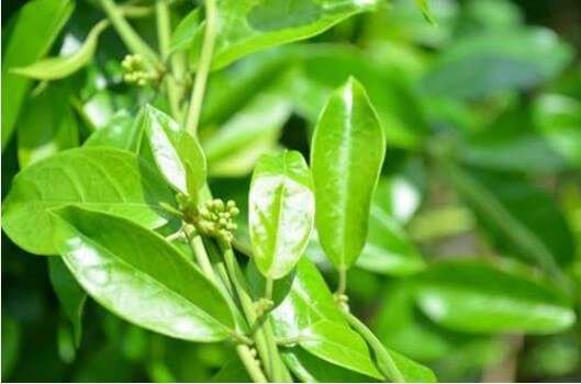 Dây thìa canh hỗ trợ điều trị tiểu đường hiệu quả
