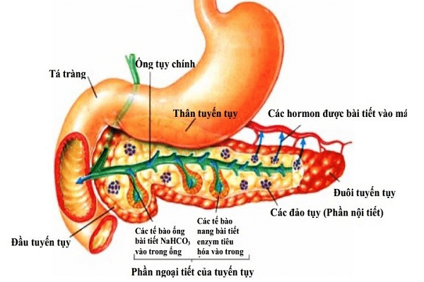 Insulin là gì