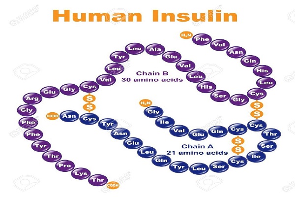 Cấu trúc của hormon insulin-human