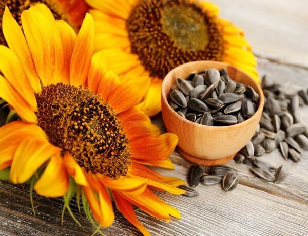 Tác dụng của hạt hướng dương với sức khỏe là gì