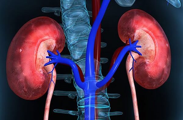 Ăn nhiều hạt hướng dương gây ảnh hưởng đến thận và hệ tiết niệu