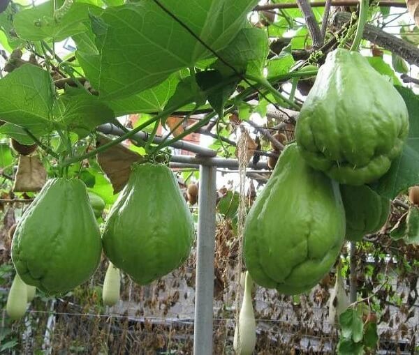 Su su chứa nhiều chất đinh dưỡng tốt cho sức khỏe