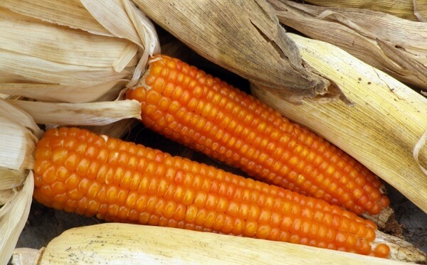 Ngô có tác dụng gì?