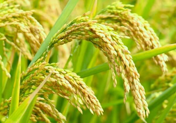 Gạo nếp chứa nhiều chất dinh dưỡng tốt cho sức khỏe