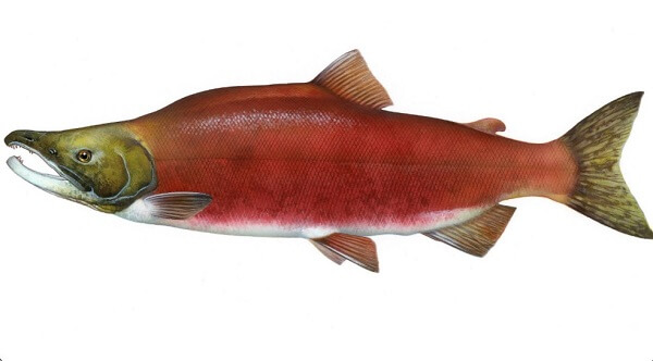 Cá hồi đỏ