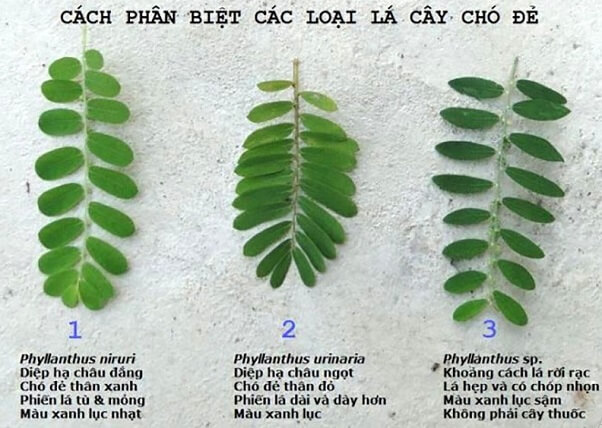 Có 3 loại cây chó đẻ khác nhau