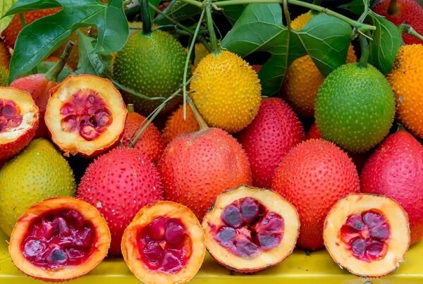 Ở nước ta có nhiều loại gấc khác nhau