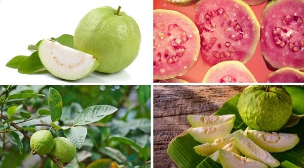 Các loại ổi khác nhau