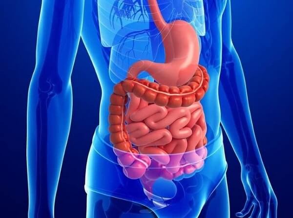 Thịt vịt giúp cải thiện hệ tiêu hóa, tăng cường trao đổi chất
