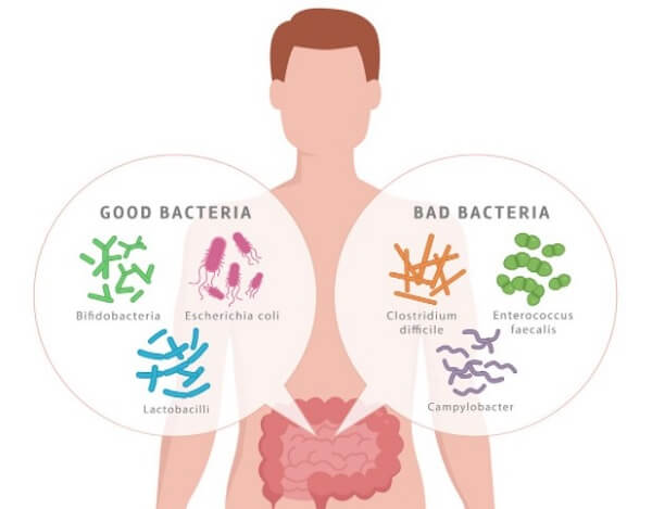Sữa chua giúp cân bằng hệ vi khuẩn đường ruột