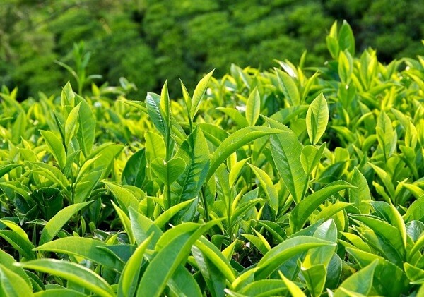 Cây chè xanh