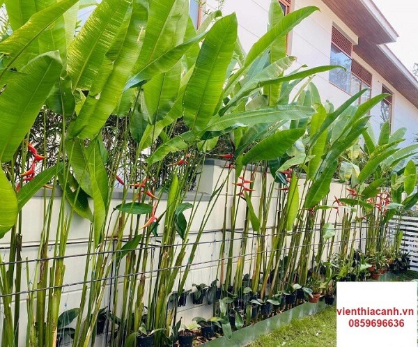 Cây chuối cảnh