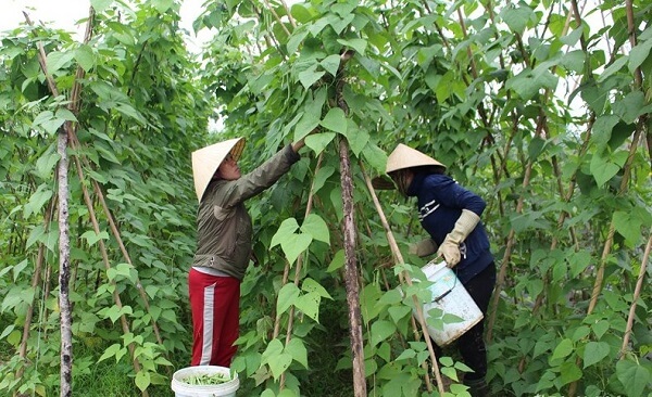 Cây đậu cô ve leo