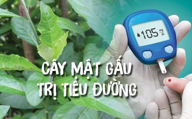 Cây mật gấu cải thiện tiểu đường