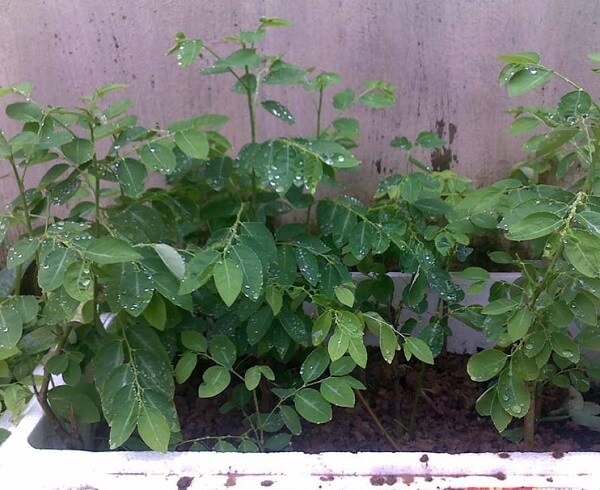 Rau ngót có tác dụng gì đối với sức khỏe?