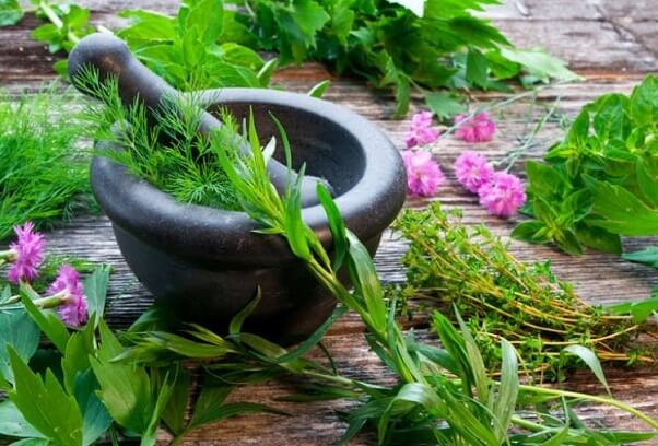 Sử dụng các bài thuốc Đông y đang là lựa chọn của người tiểu đường