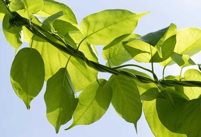 Cây thuốc chữa bệnh tiểu đường