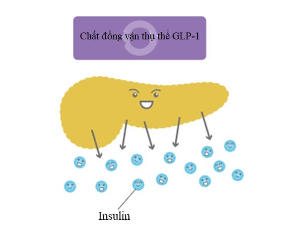 Các thuốc đồng vận thụ thể GLP - 1 có tác dụng tăng tiết insulin