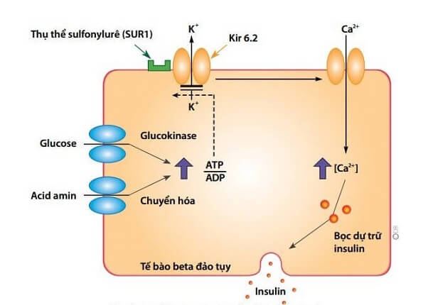Cơ chế tác dụng của Diamicron