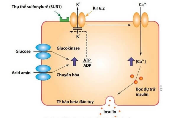 Glimepiride tác dụng lên tuyến tụy và thúc đẩy tuyến tụy tiết insulin