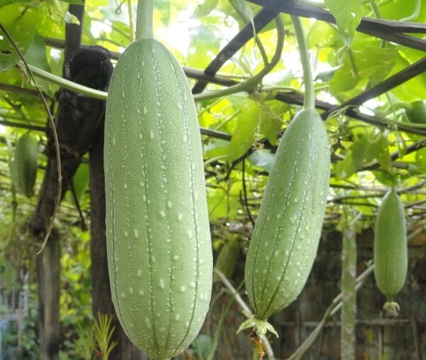 Công dụng của mướp hương với sức khỏe là gì?