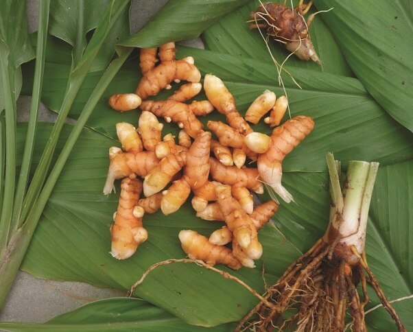 Cây nghệ