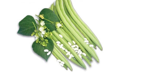 Đậu cô ve trắng