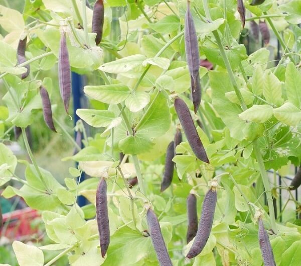 Đậu Hà Lan Tím