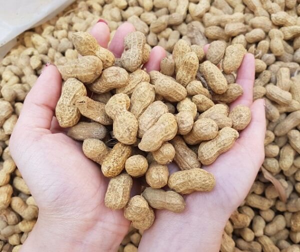 Đậu phộng có tác dụng gì?