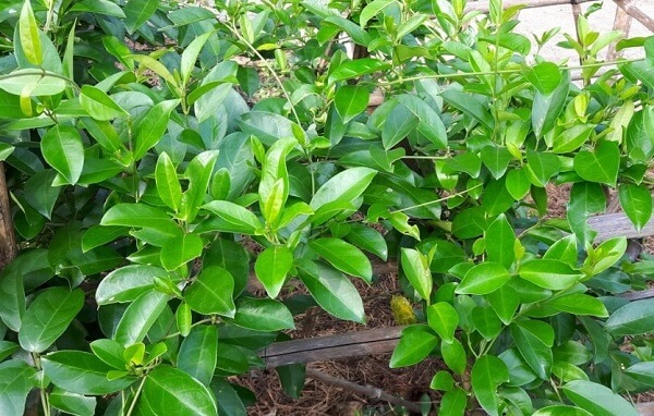 Sử dụng dây thìa canh chữa bệnh tiểu đường, đúng hau sai?
