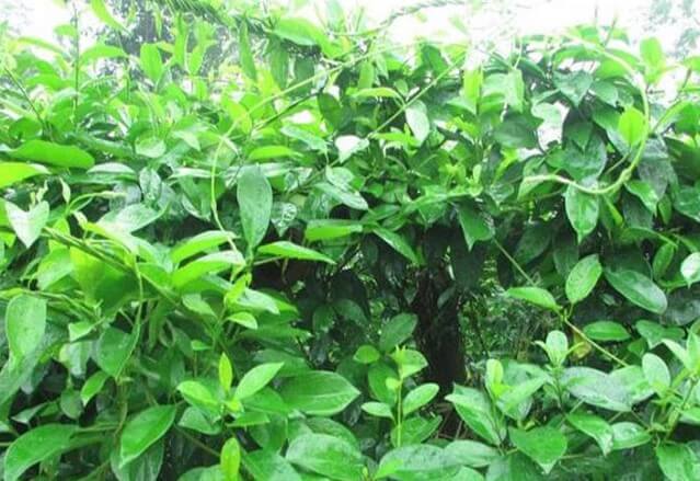 Dây thìa canh cải thiện bệnh tiểu đường