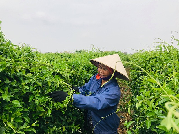 Dây thìa canh đạt tiêu chuẩn GACP-WHO