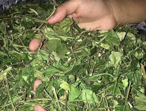 Nên sử dụng trà dây thìa canh theo hướng dẫn không lạm dụng