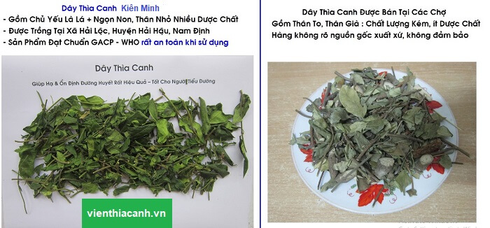 So sánh giữa dây thìa canh Kiên Minh và dây thìa canh kém chất lượng