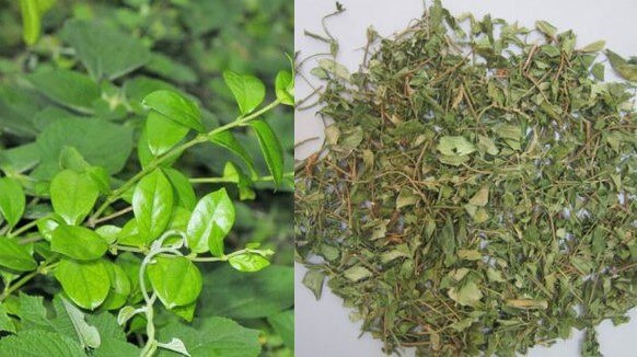 Liều lượng dây thìa canh như nào mới hợp lý
