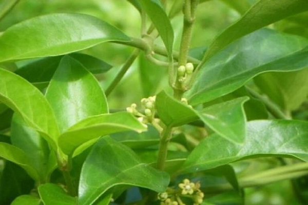 Hình ảnh dây thìa canh