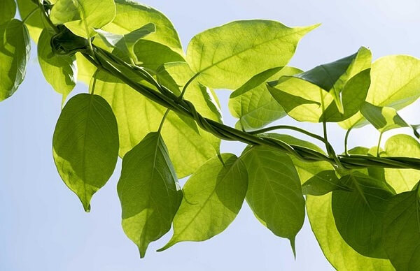 Nhiều người thường lạm dụng khi sử dụng dây thìa canh