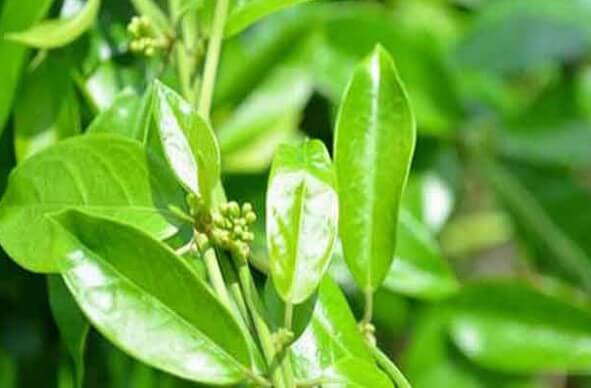 Dây thìa canh cải thiện bệnh tiểu đường