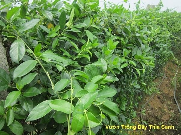 Dây thìa canh - Thảo dược hỗ trợ điều trị tiểu đường hiệu quả