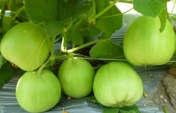 Dưa lê có thực sự tốt cho sức khỏe?