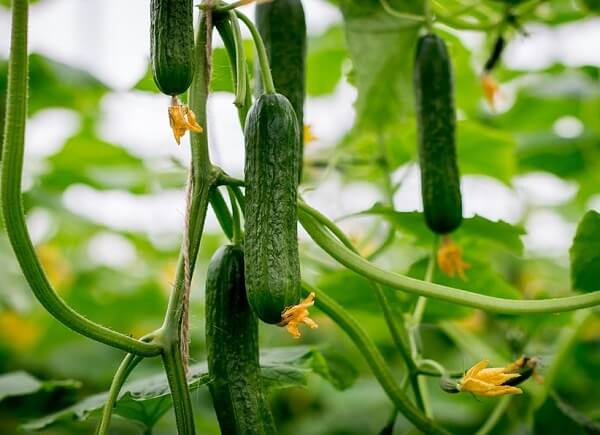Quả dưa chuột cải thiện bệnh tiểu đường