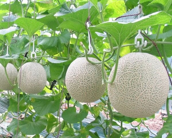 Quả dưa lưới