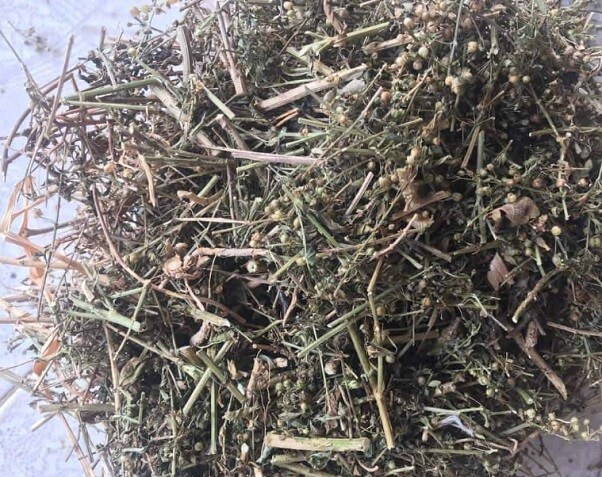Dược liệu Cam thảo đất