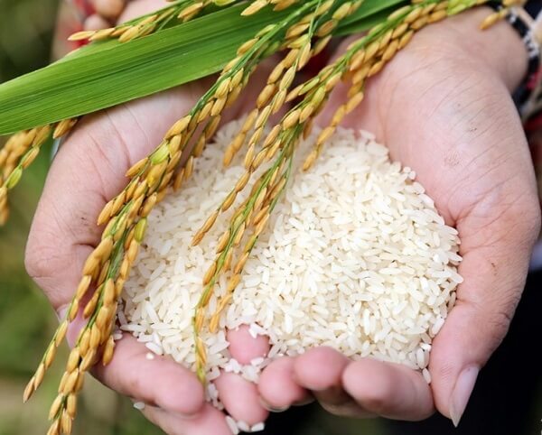 Tác dụng của gạo nếp là gì?