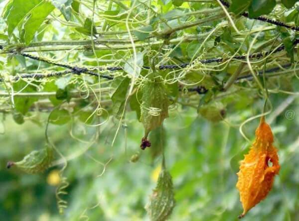 Hình ảnh cây khổ qua rừng