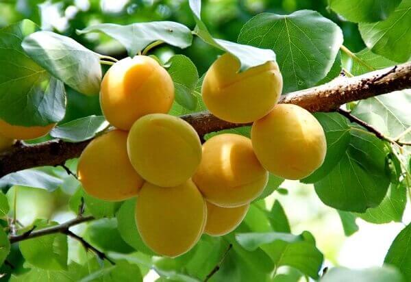 Mơ hỗ trợ điều trị bệnh tiểu đường